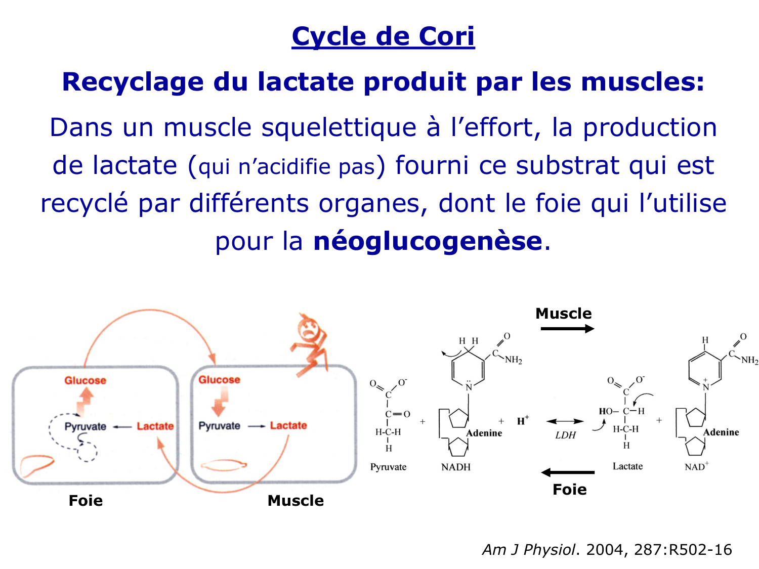 Adaptation métabolique page 21