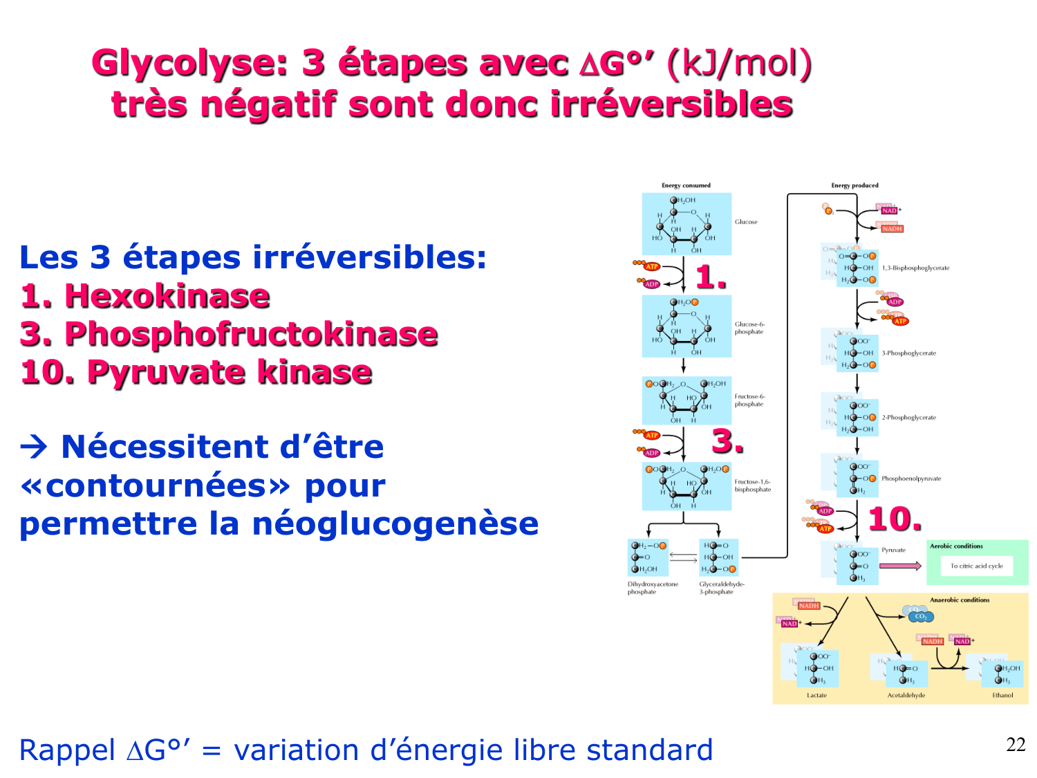 Adaptation métabolique page 22