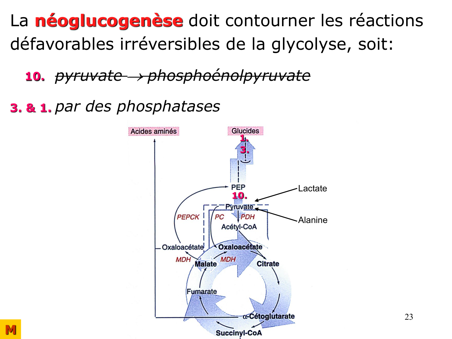 Adaptation métabolique page 23