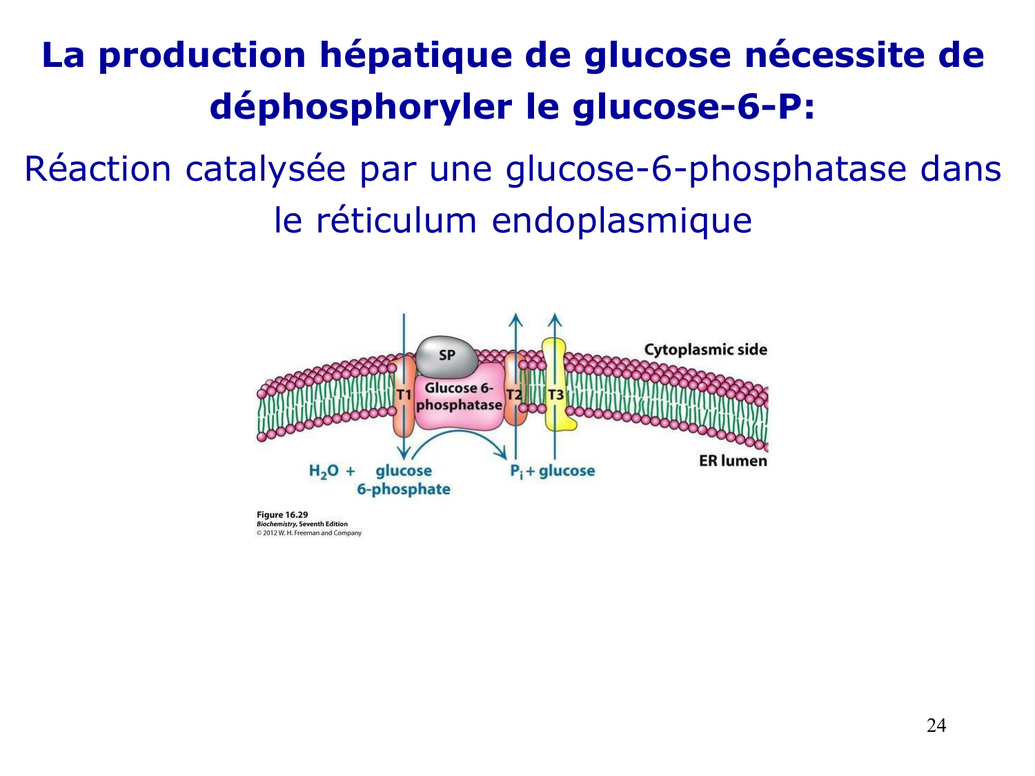 Adaptation métabolique page 24