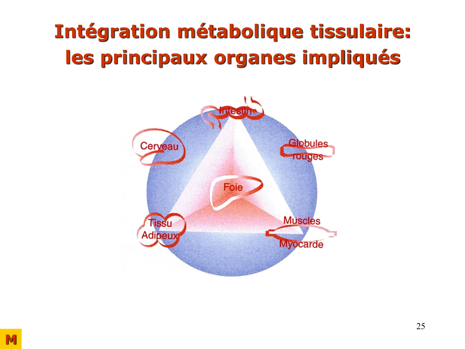 Adaptation métabolique page 25