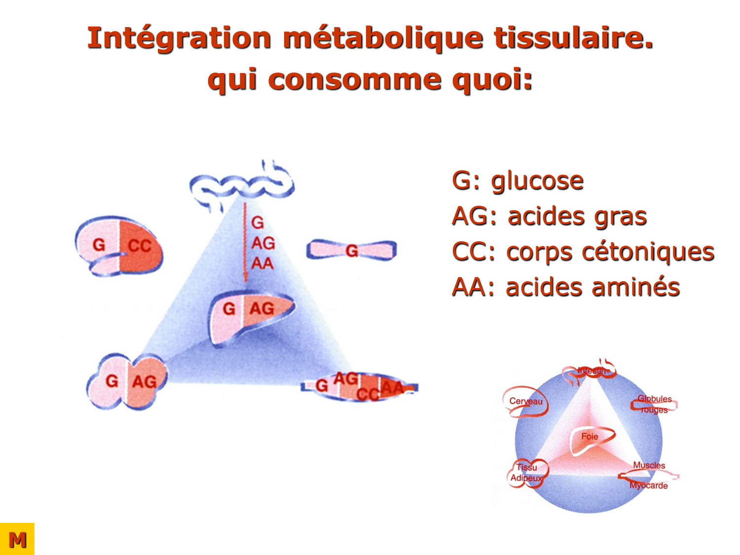 Adaptation métabolique page 26