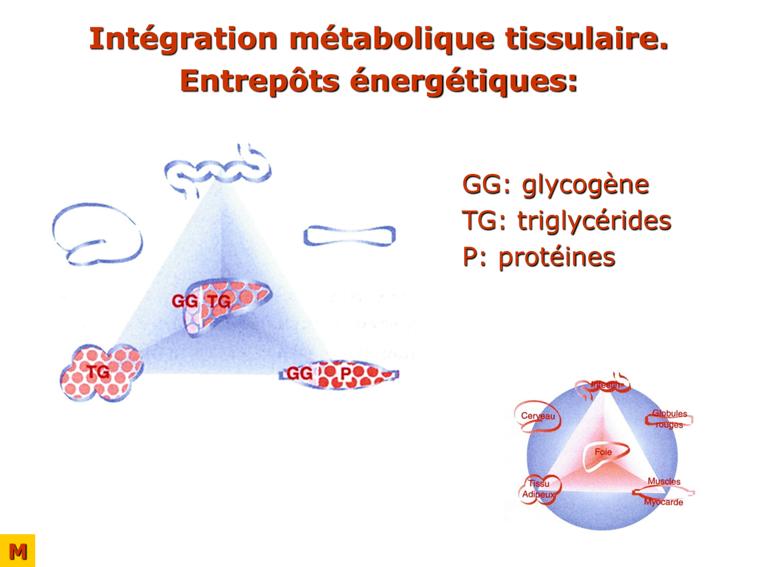 Adaptation métabolique page 27
