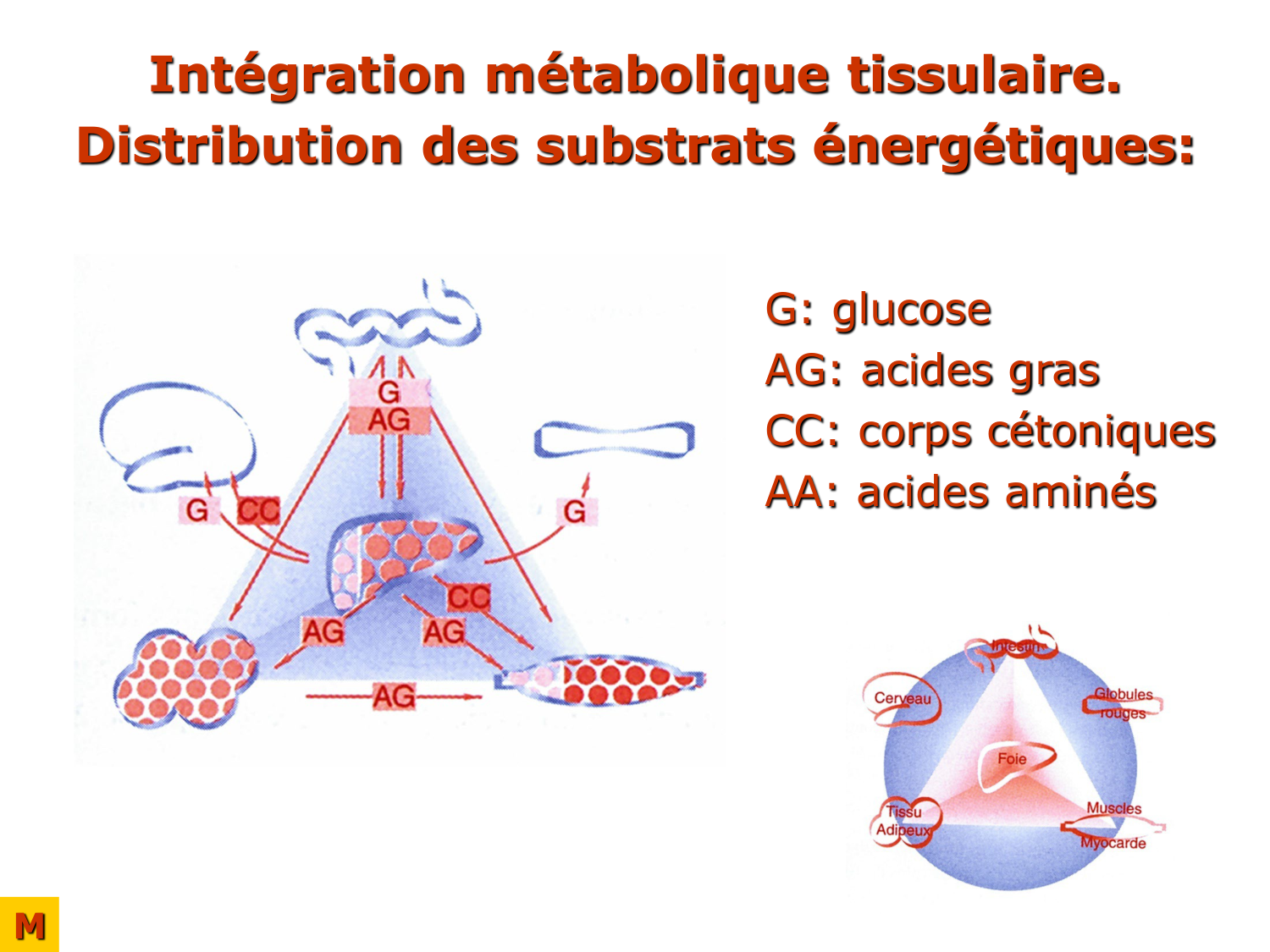 Adaptation métabolique page 28