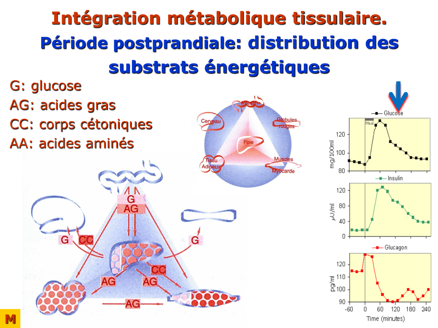 Adaptation métabolique page 29