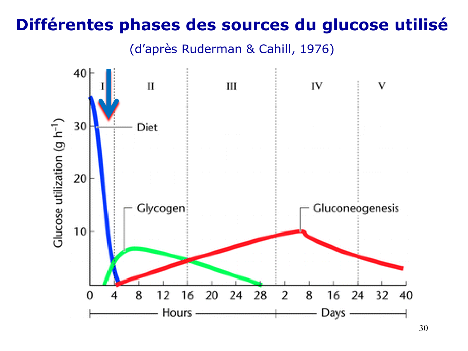Adaptation métabolique page 30