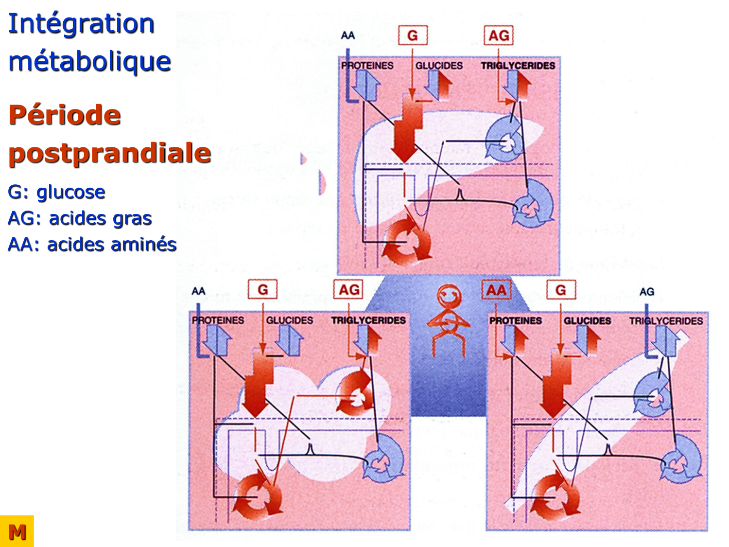 Adaptation métabolique page 31