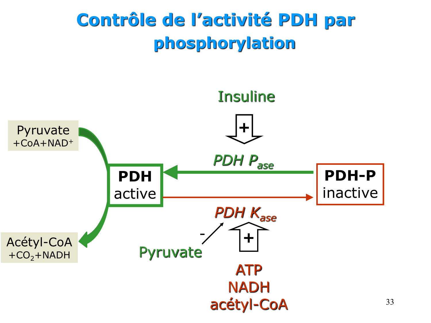 Adaptation métabolique page 33