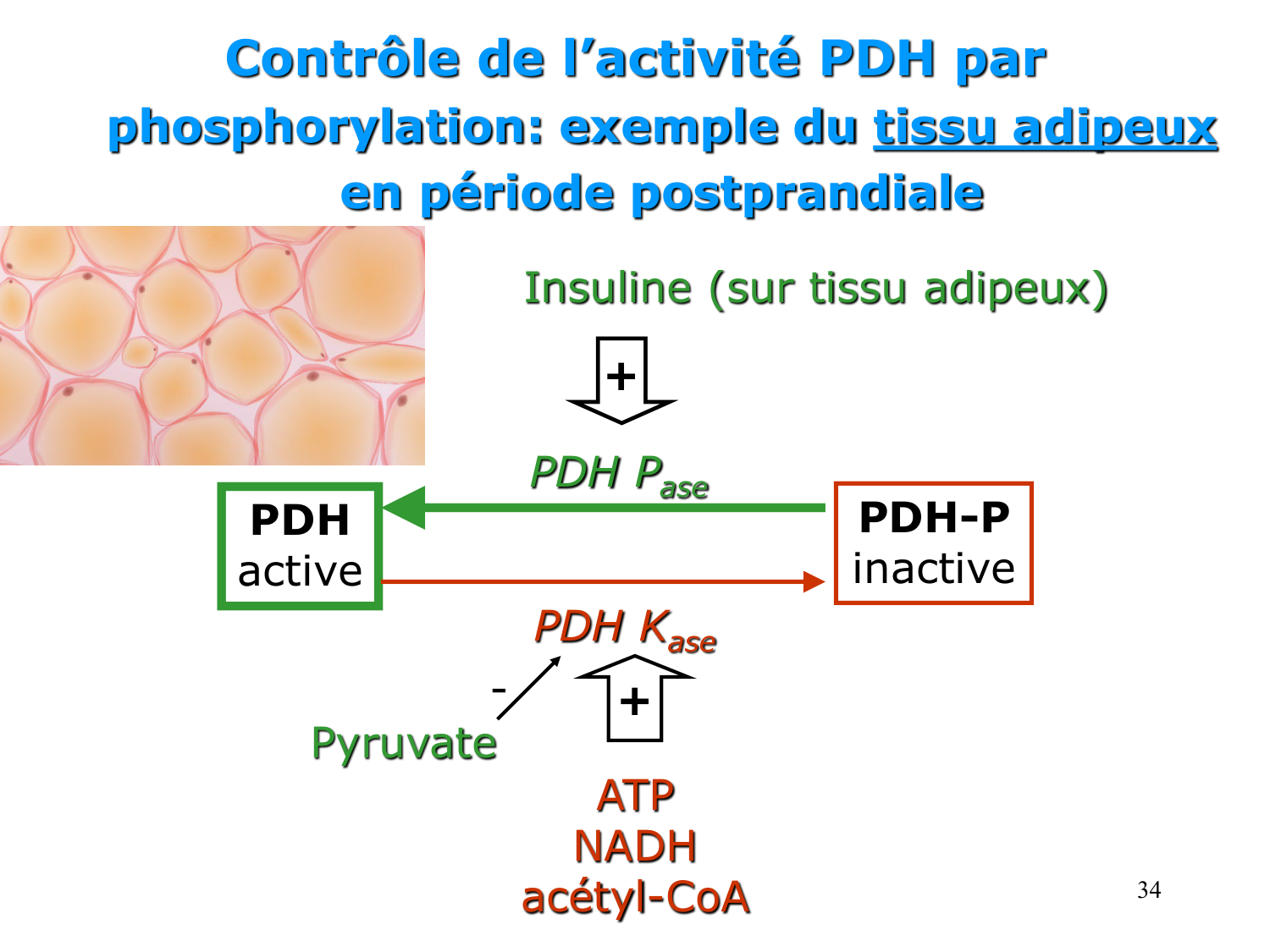Adaptation métabolique page 34