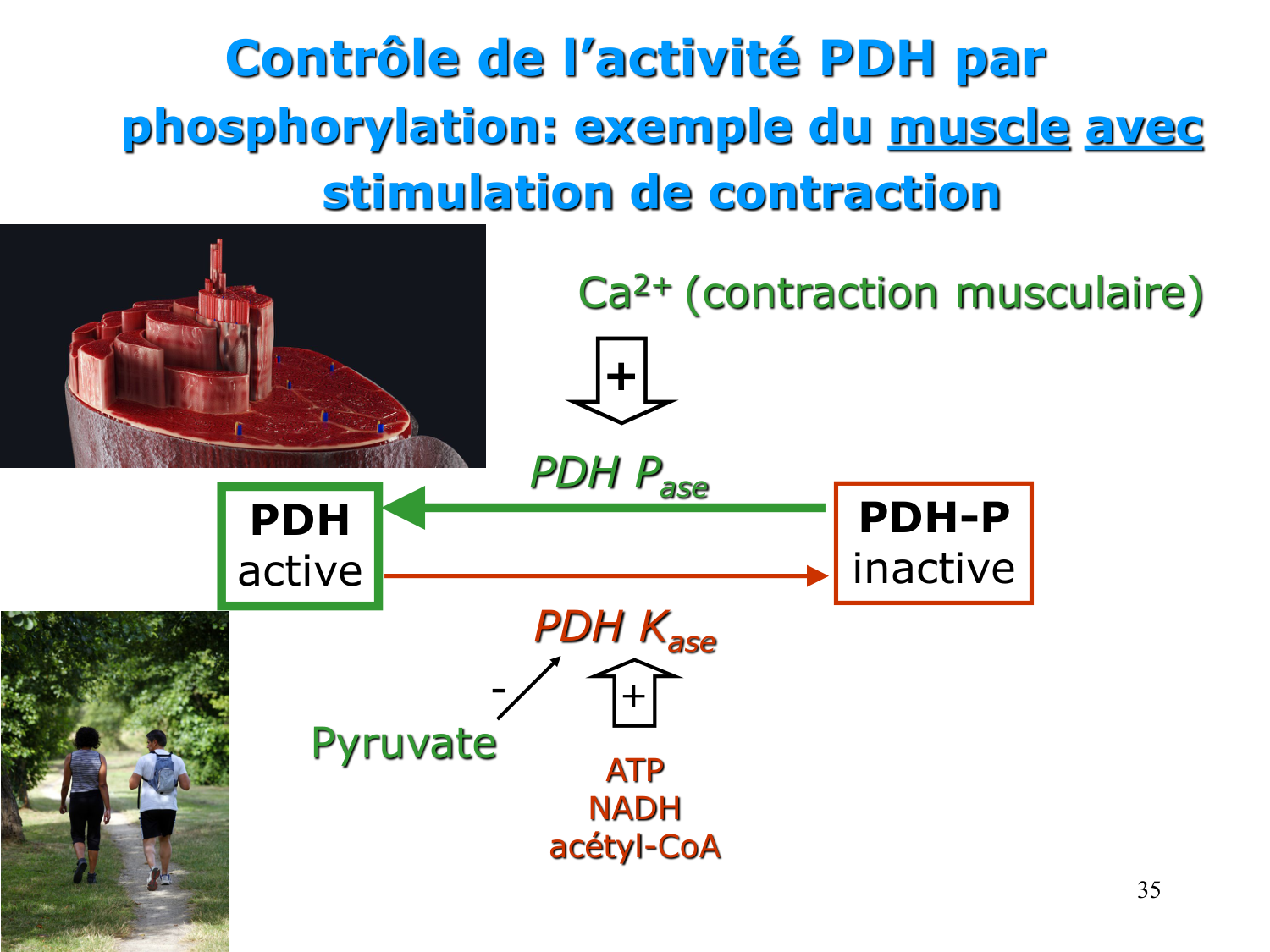 Adaptation métabolique page 35