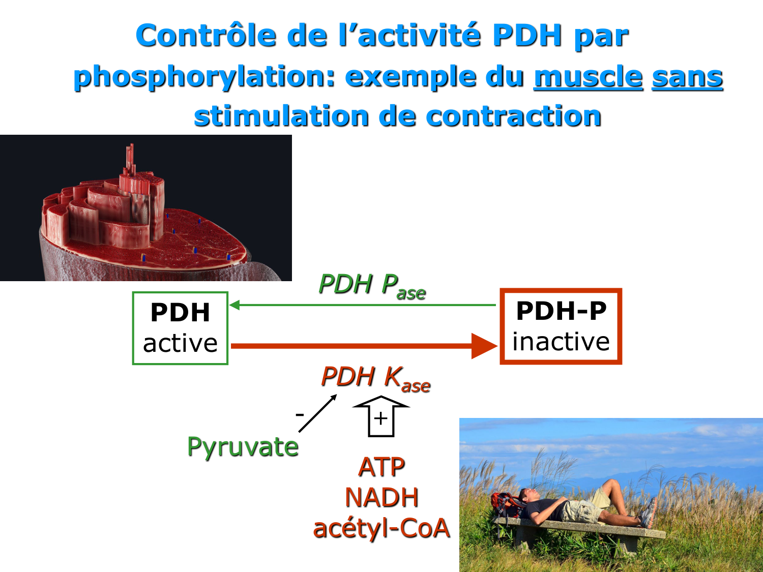 Adaptation métabolique page 36
