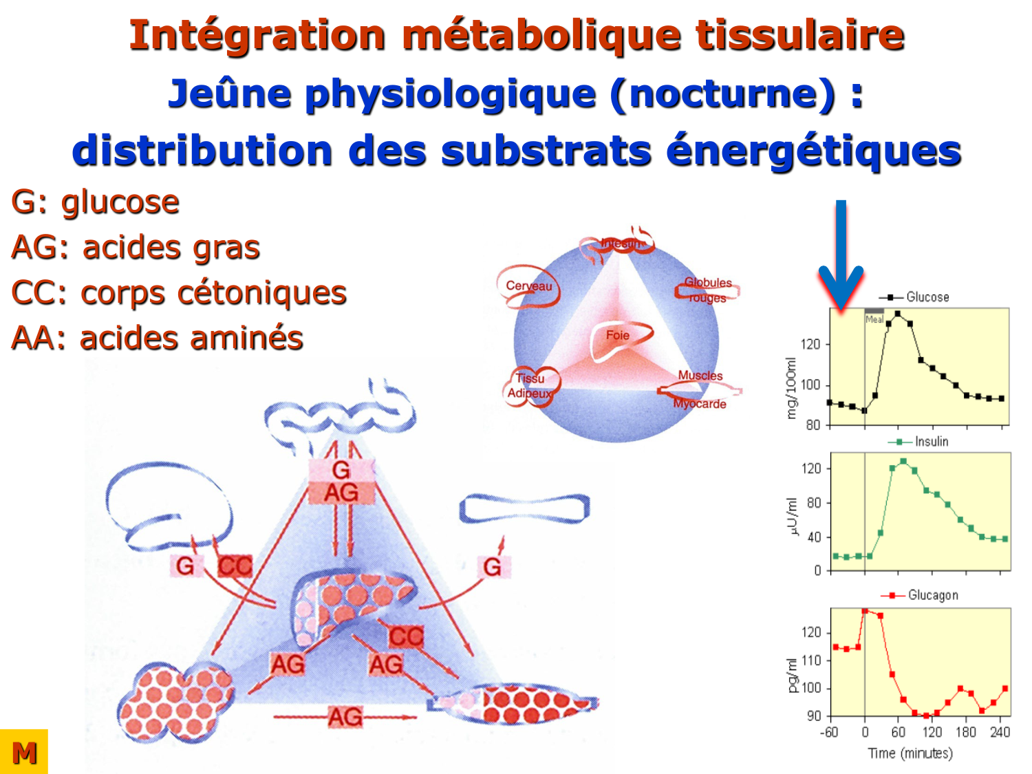 Adaptation métabolique page 37