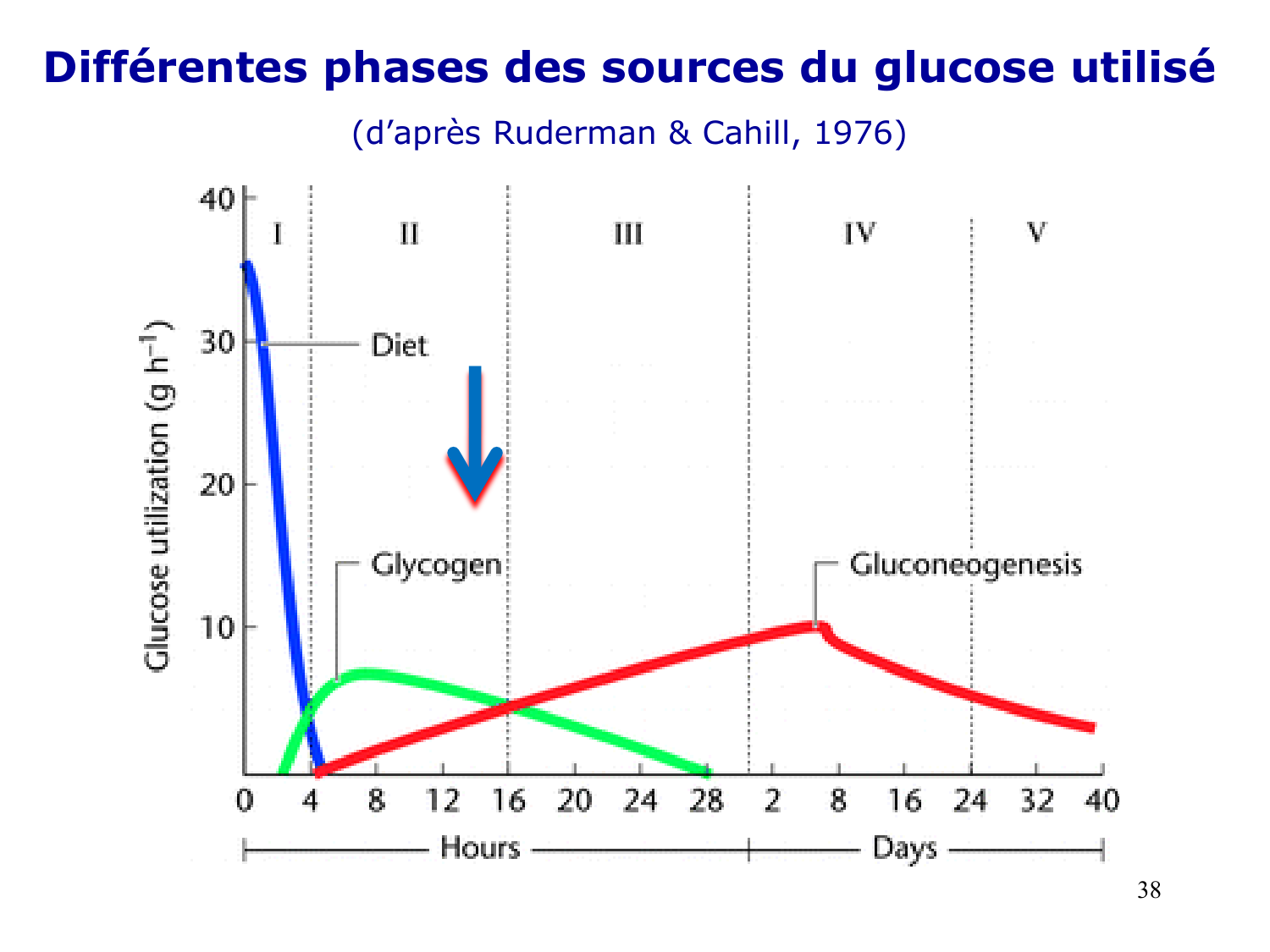 Adaptation métabolique page 38