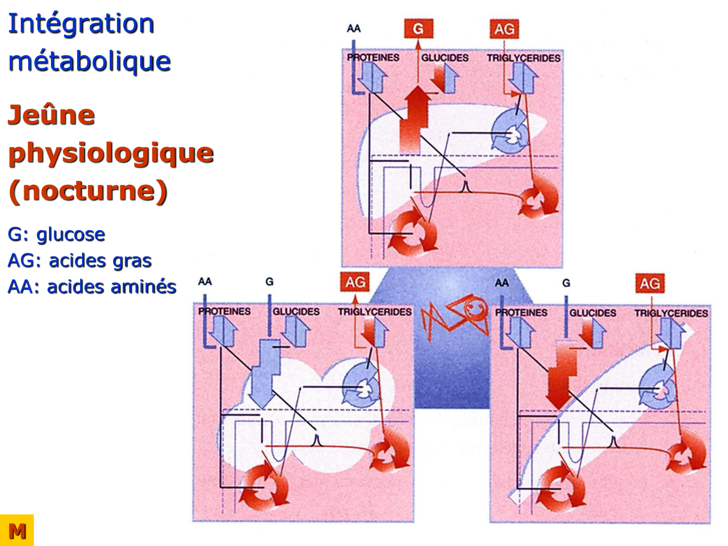 Adaptation métabolique page 39