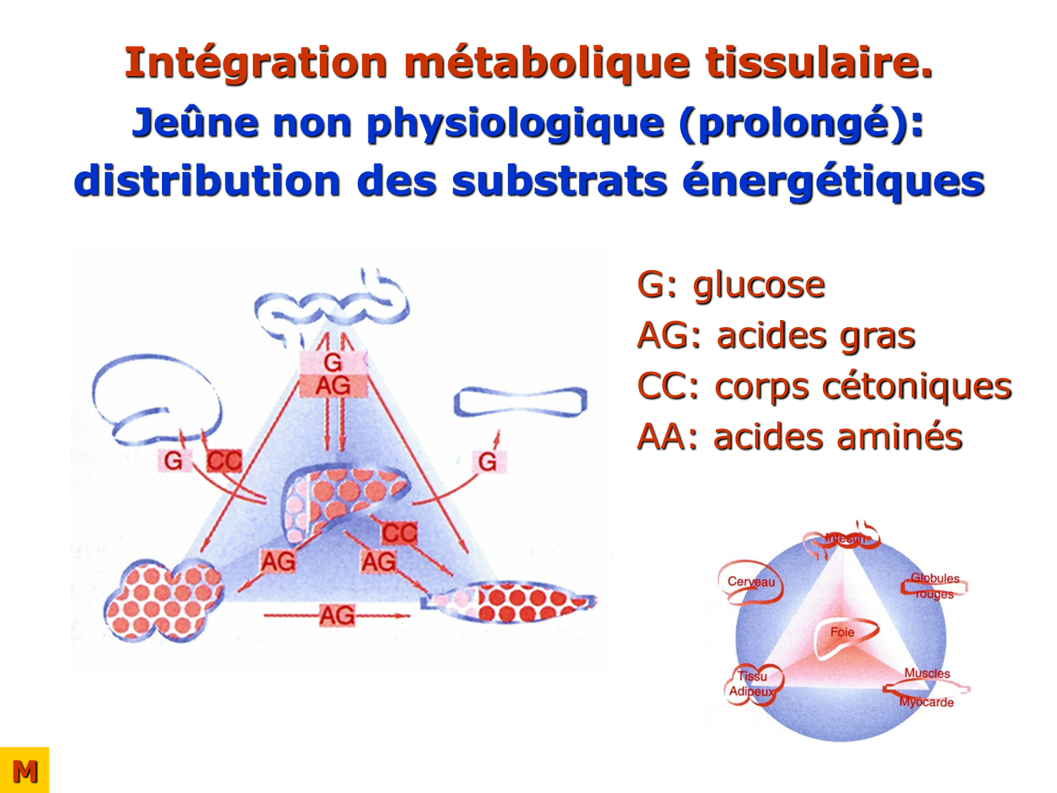 Adaptation métabolique page 40