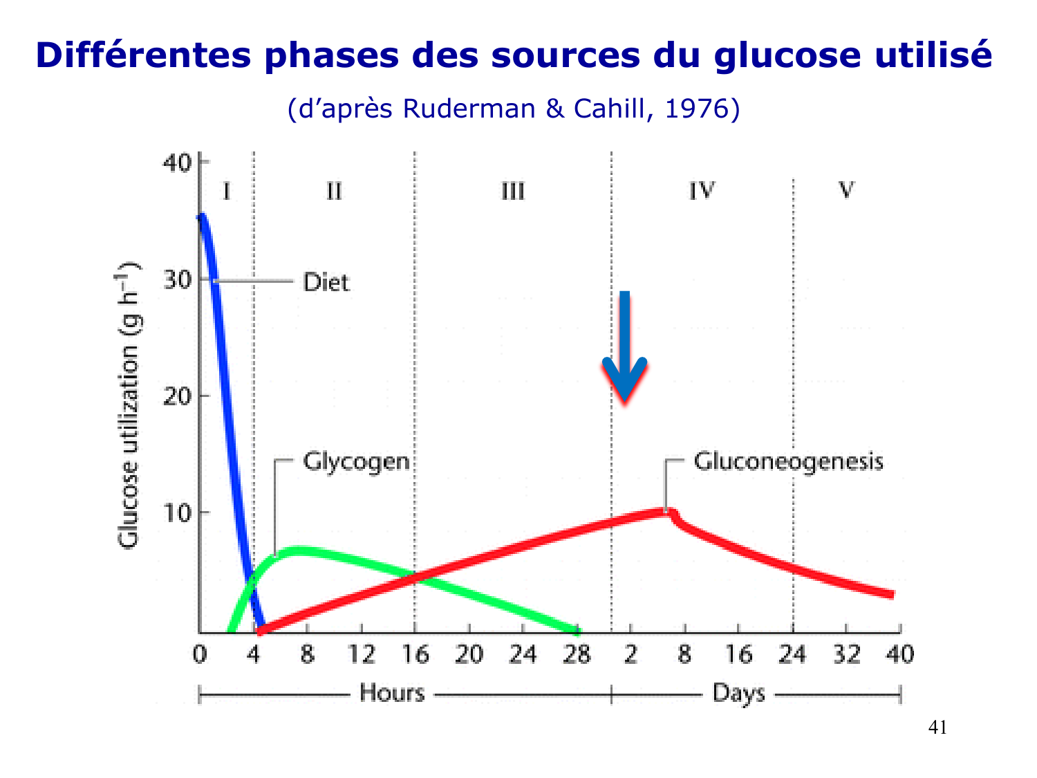 Adaptation métabolique page 41