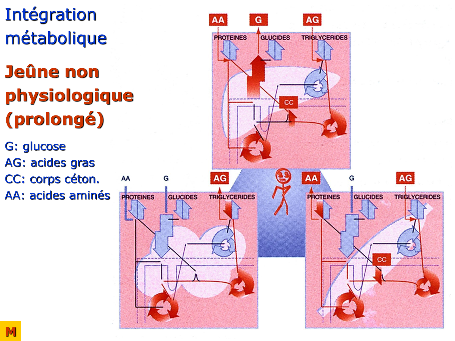 Adaptation métabolique page 42