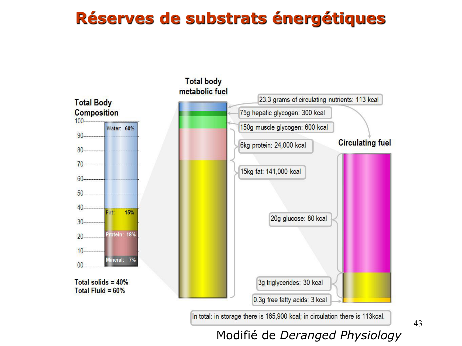 Adaptation métabolique page 43
