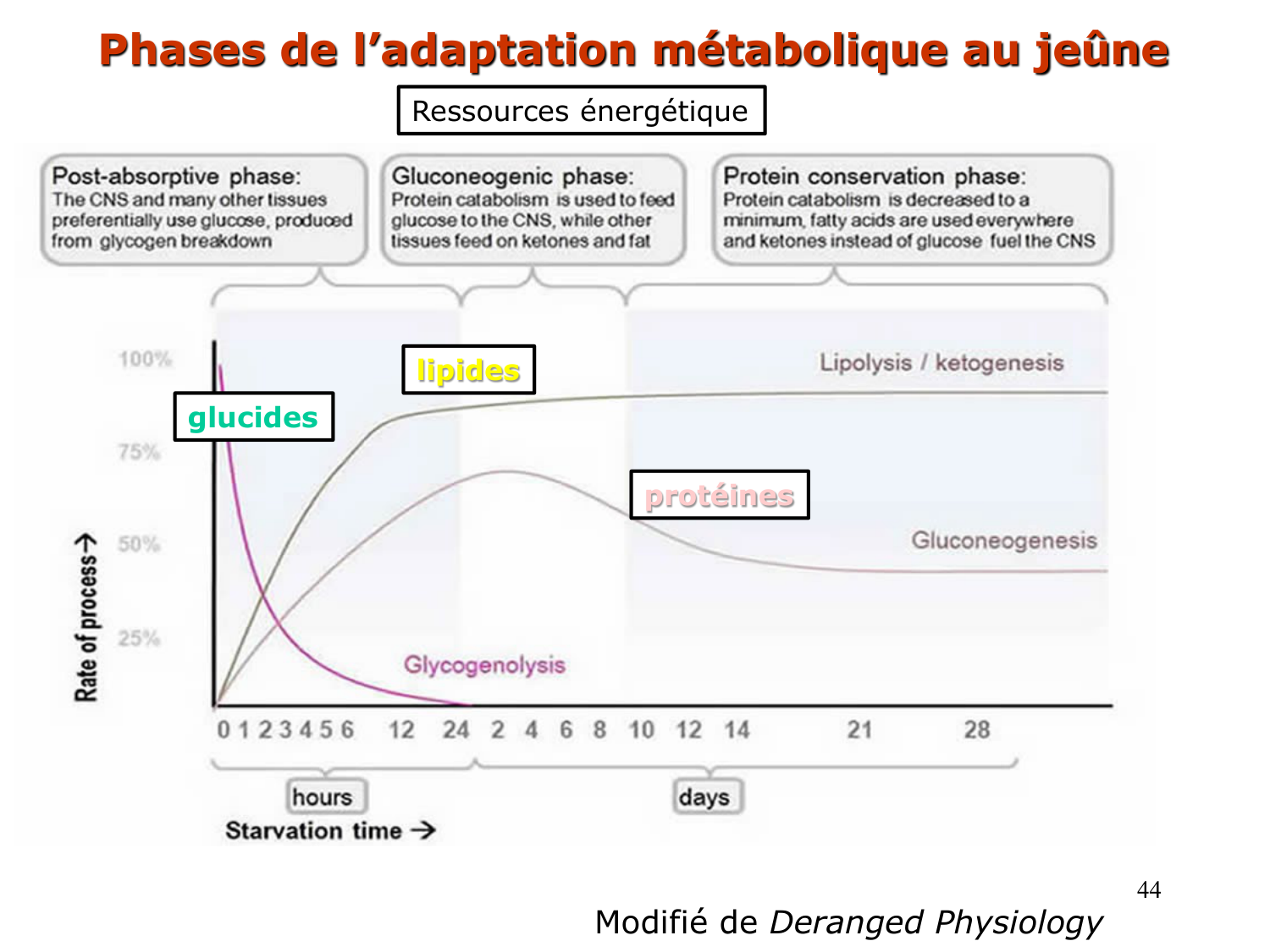 Adaptation métabolique page 44