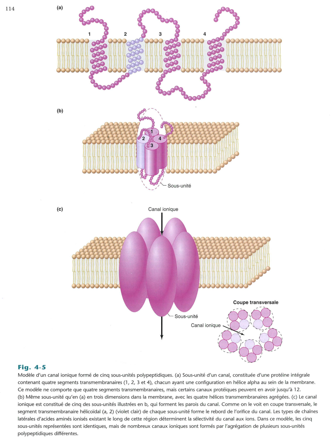 Vander 5ed 109-119 page 6