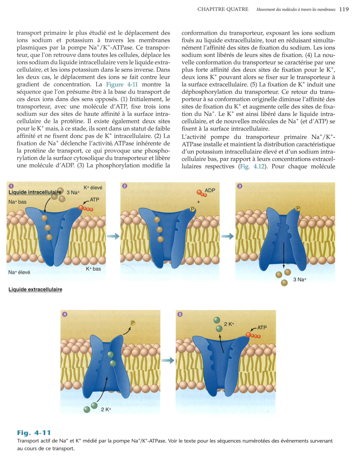Vander 5ed 109-119 page 11