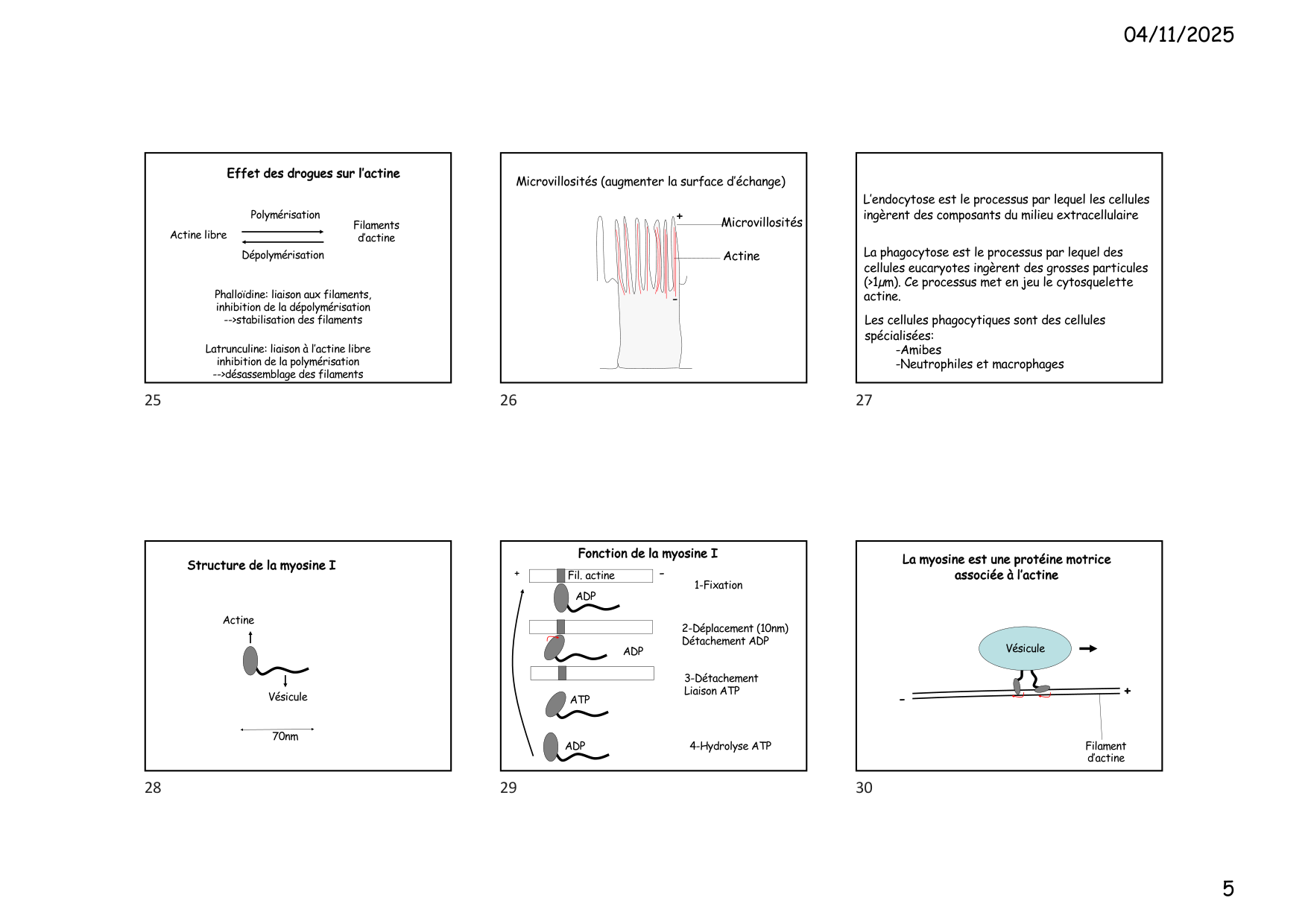 Construction cellulaire VI page 5