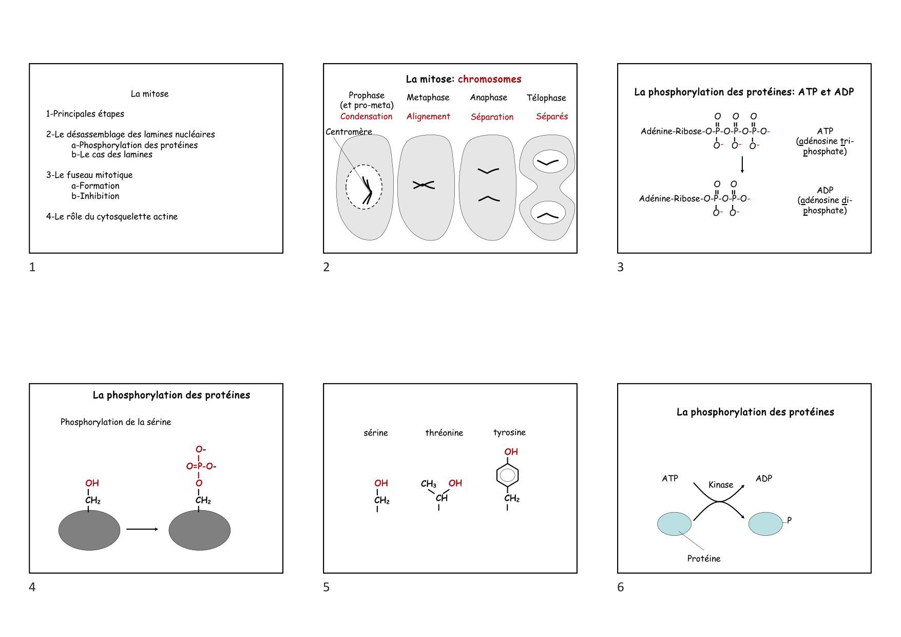Construction cellulaire VII page 1