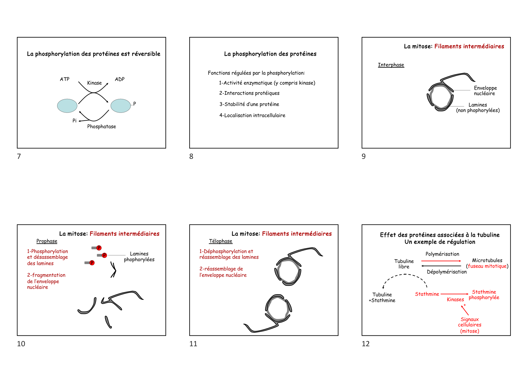 Construction cellulaire VII page 2