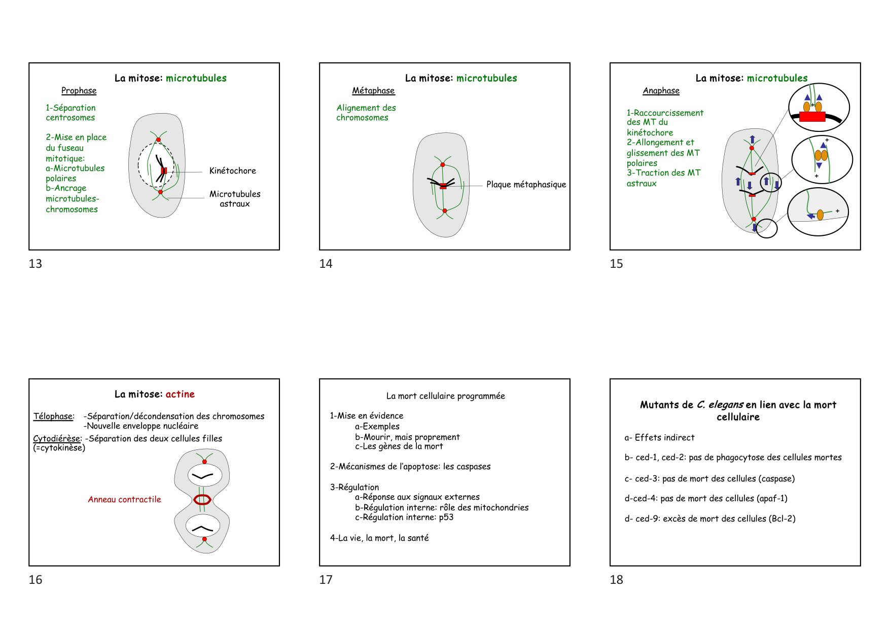 Construction cellulaire VII page 3