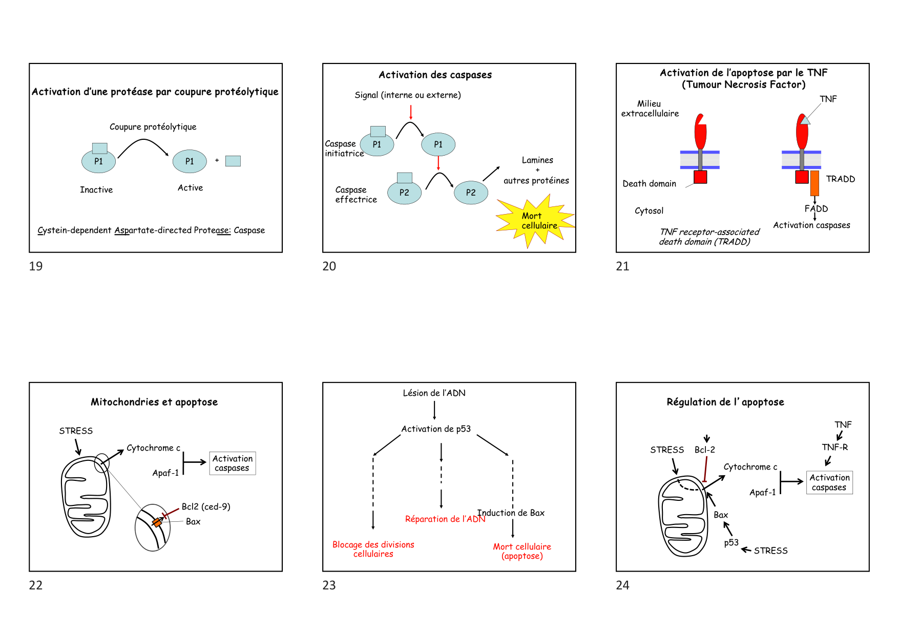 Construction cellulaire VII page 4