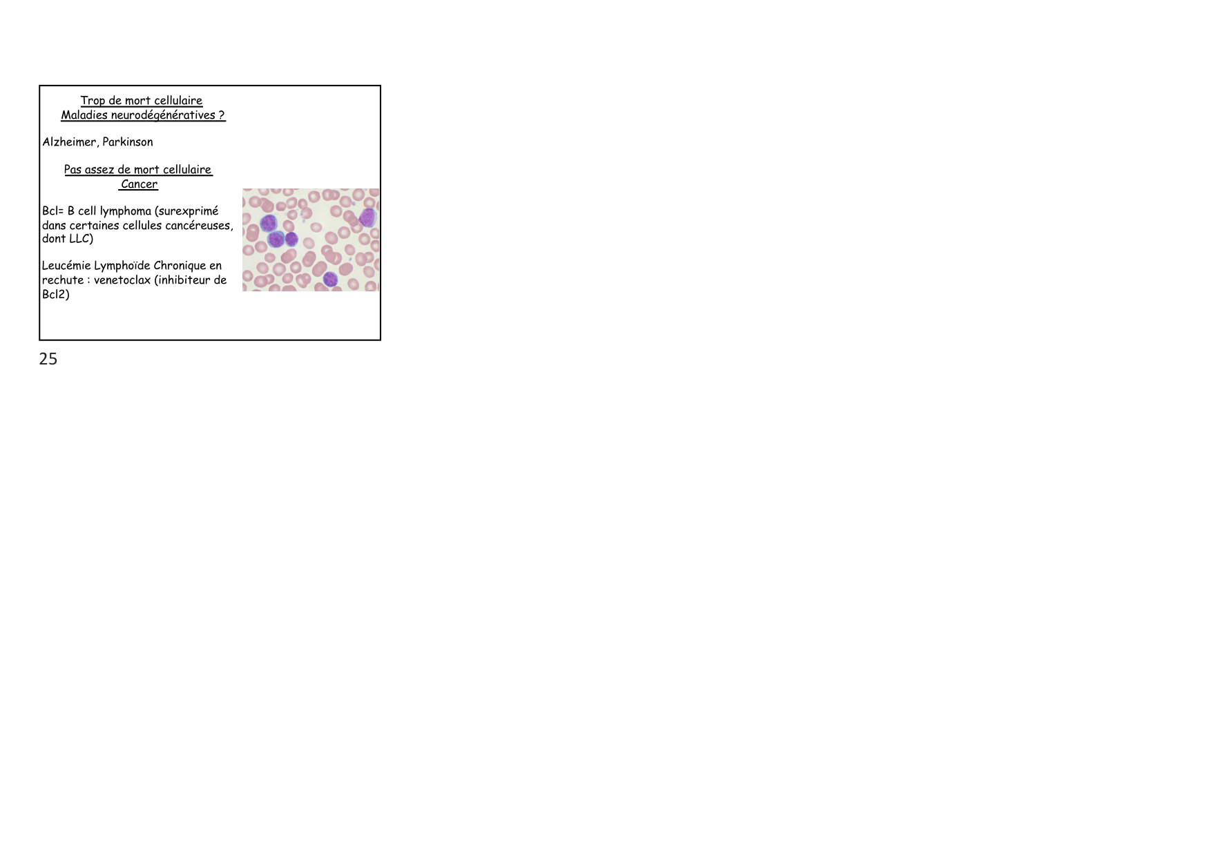 Construction cellulaire VII page 5