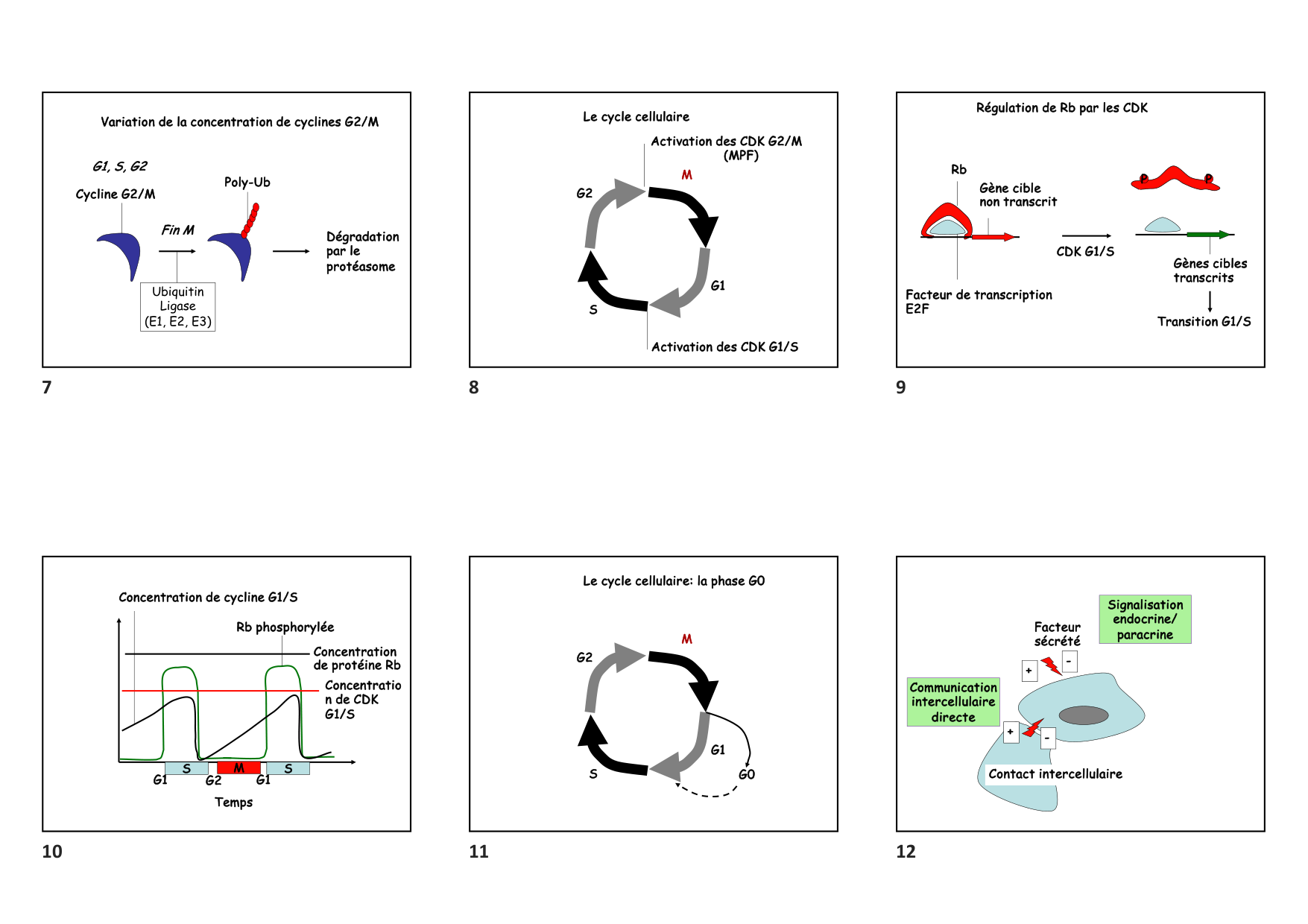 Construction cellulaire VIII page 2