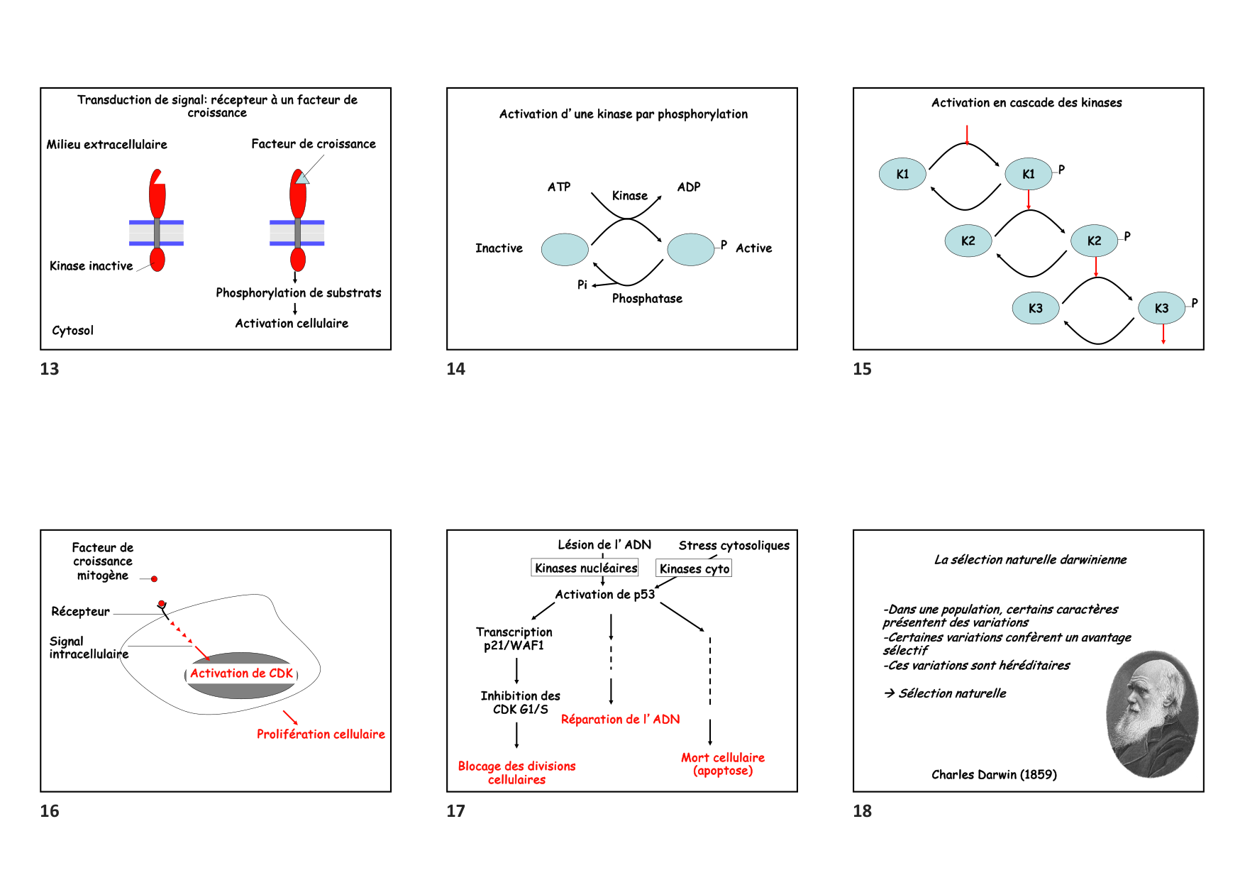 Construction cellulaire VIII page 3