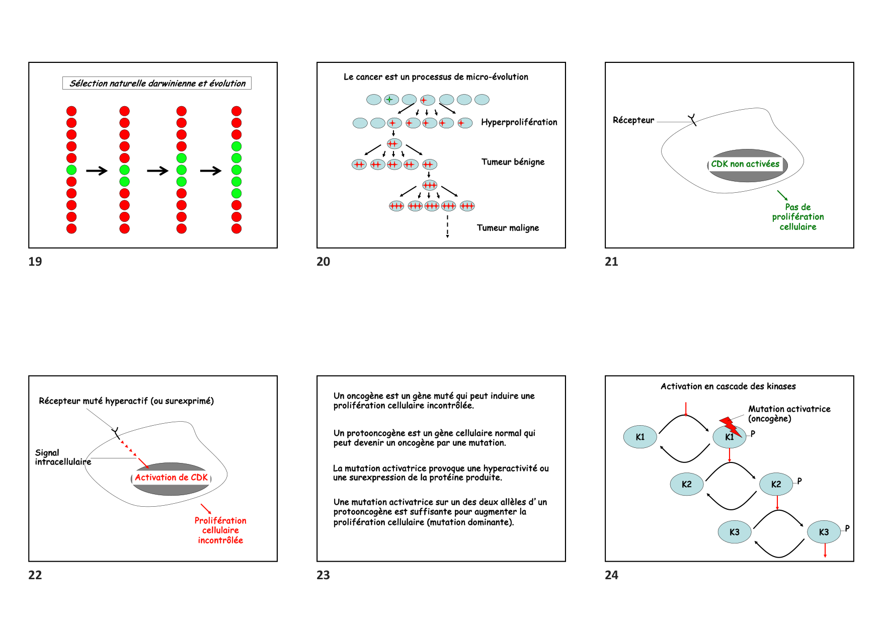 Construction cellulaire VIII page 4