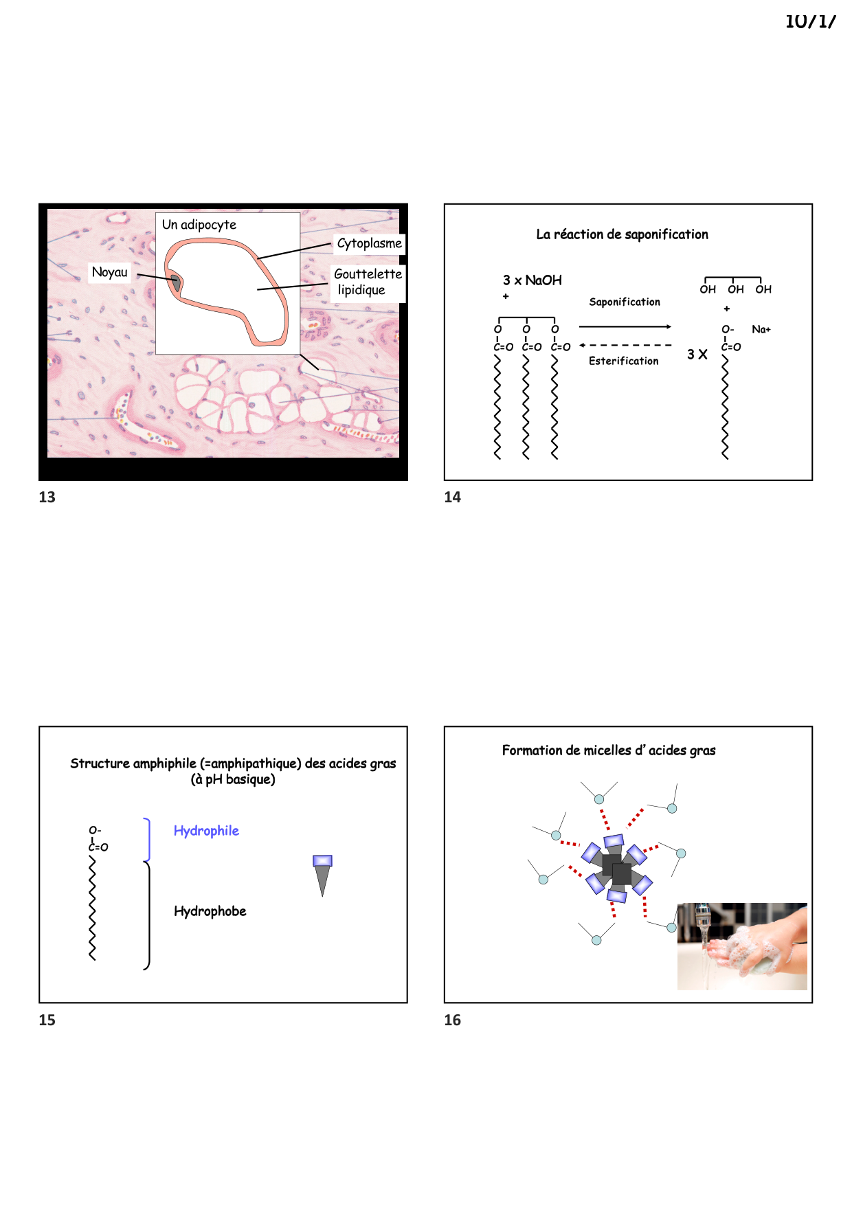 Construction cellulaire II page 4
