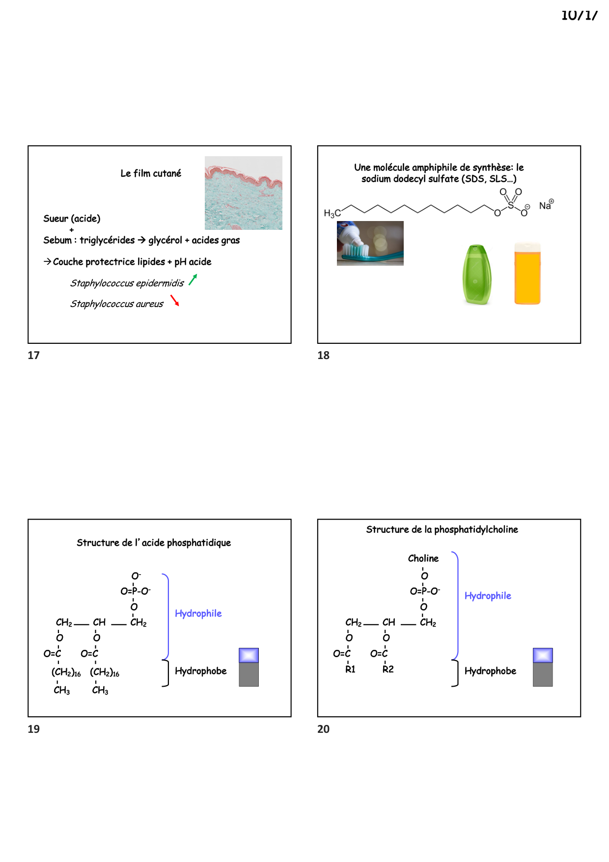 Construction cellulaire II page 5