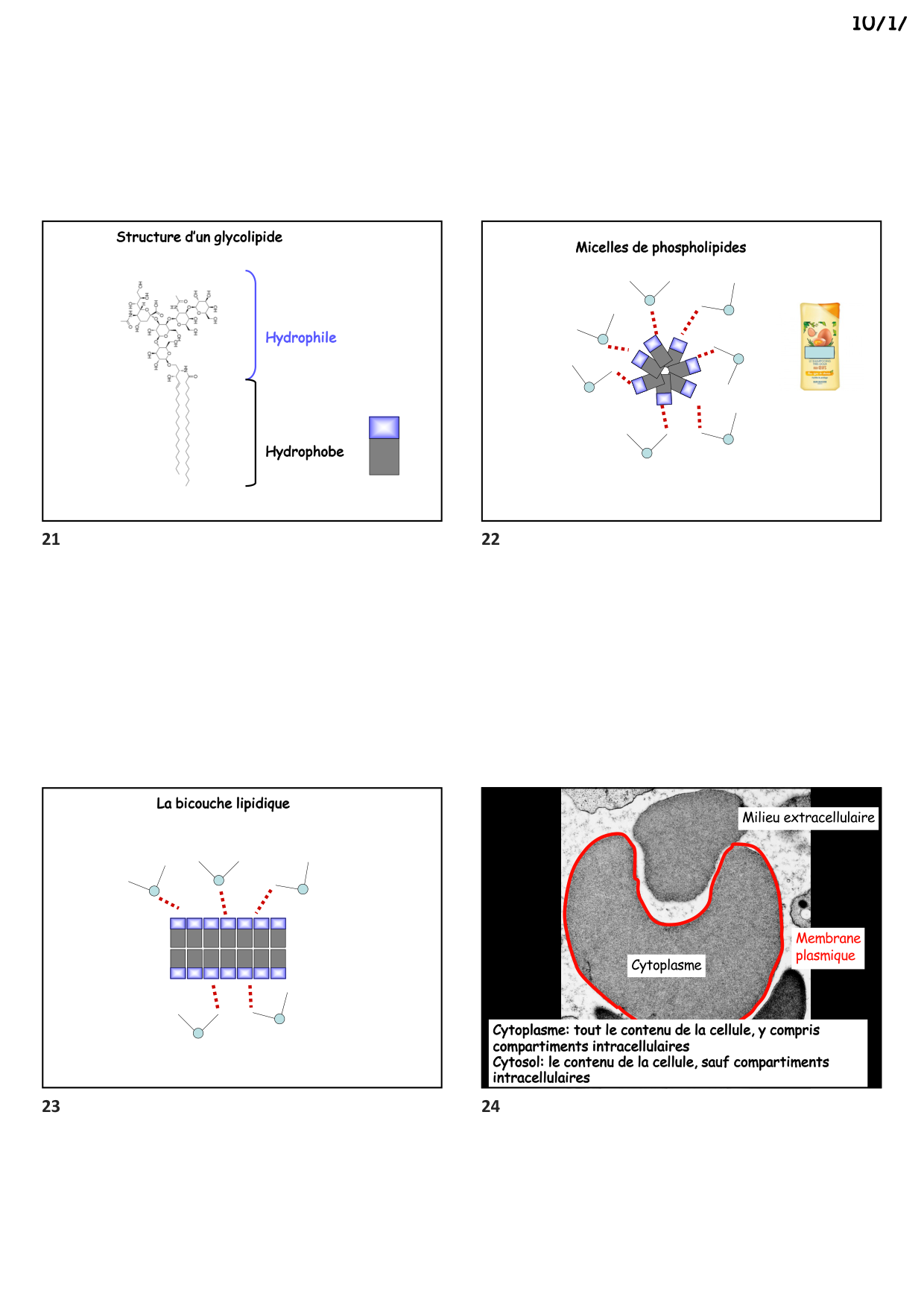 Construction cellulaire II page 6