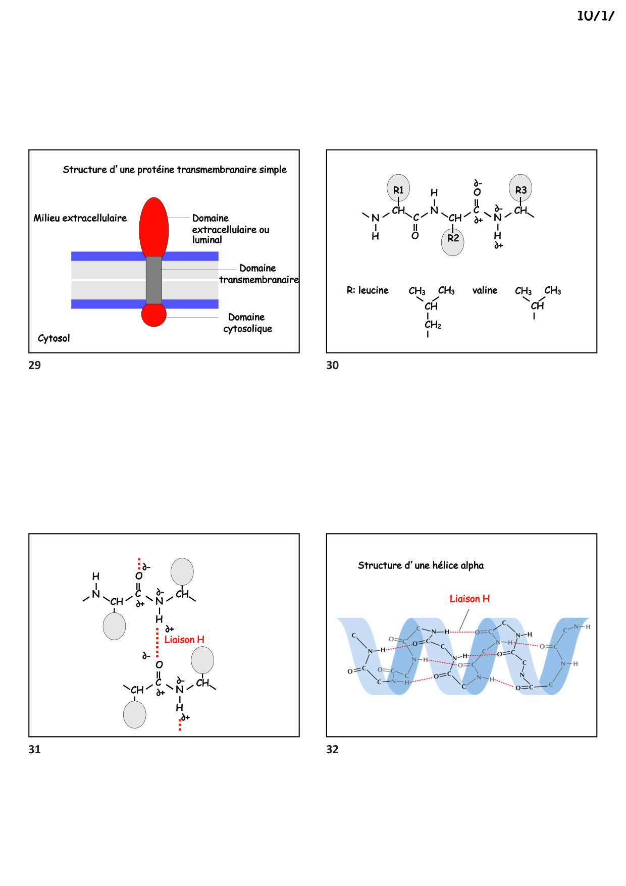 Construction cellulaire II page 8