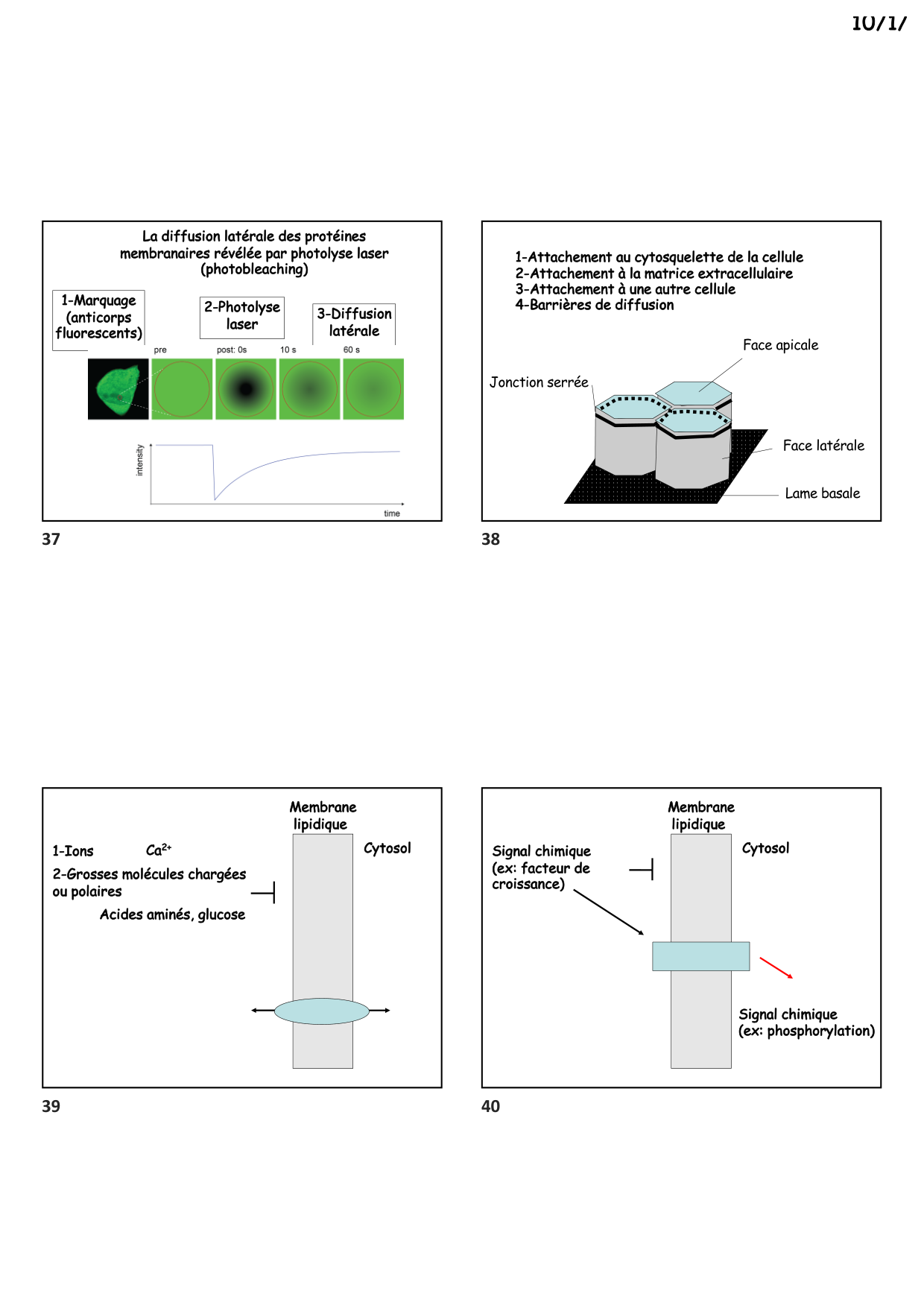 Construction cellulaire II page 10