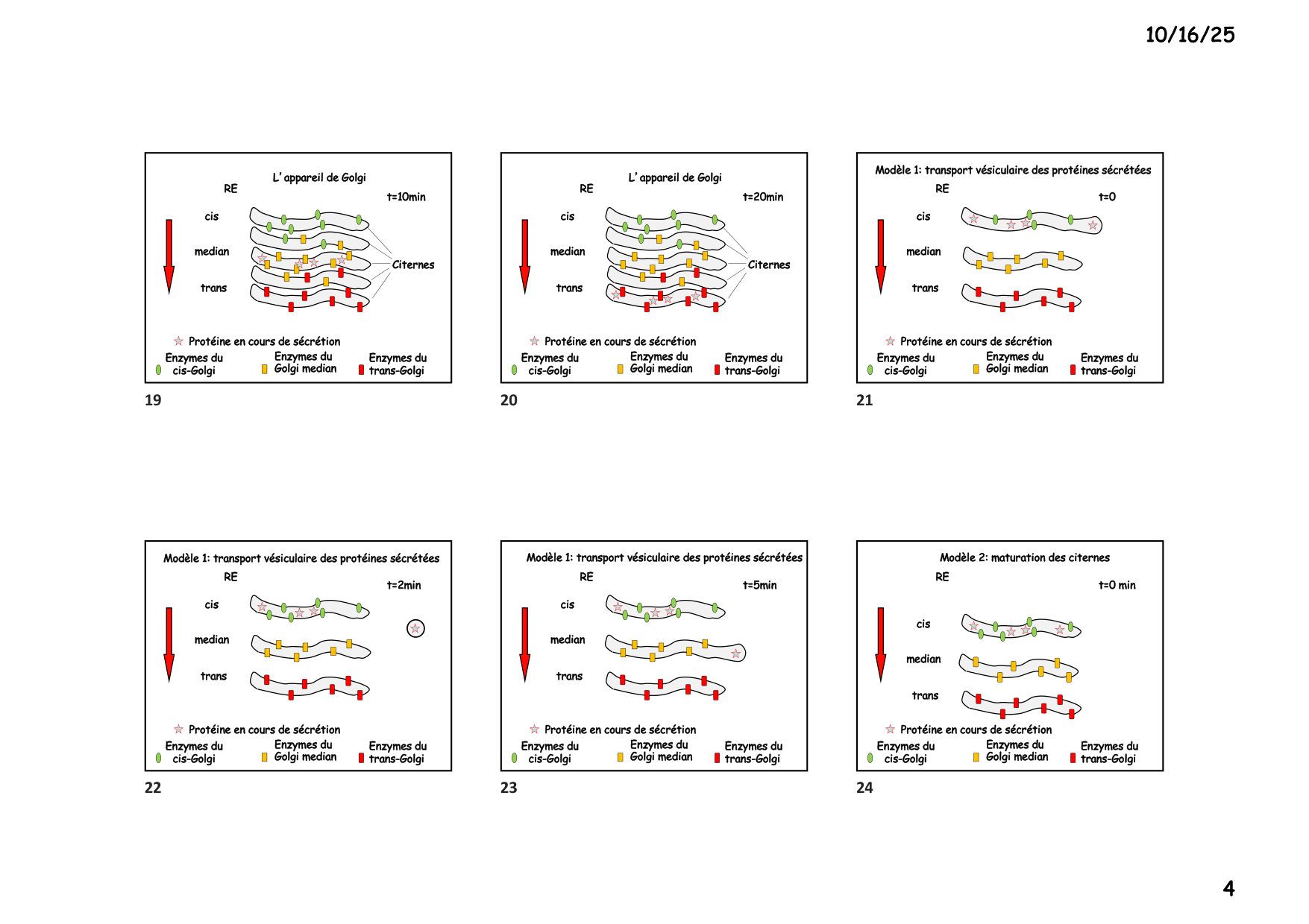 Construction cellulaire IV page 4