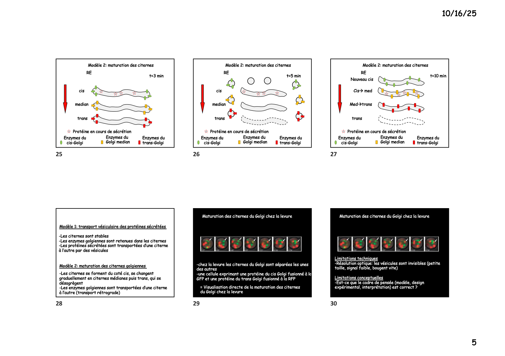 Construction cellulaire IV page 5