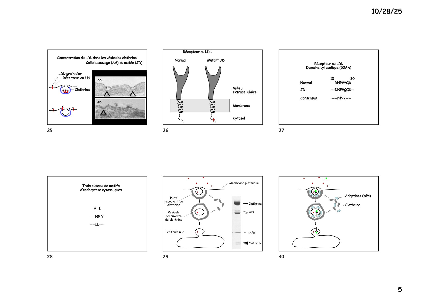 Construction cellulaire V page 5