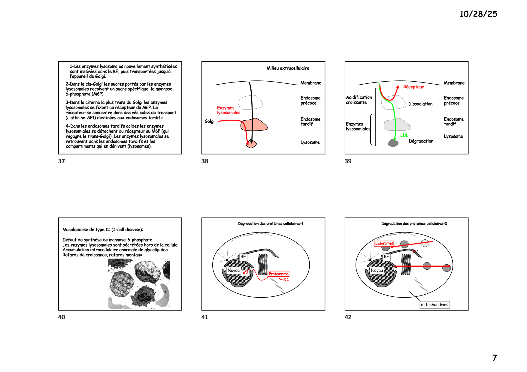Construction cellulaire V page 7