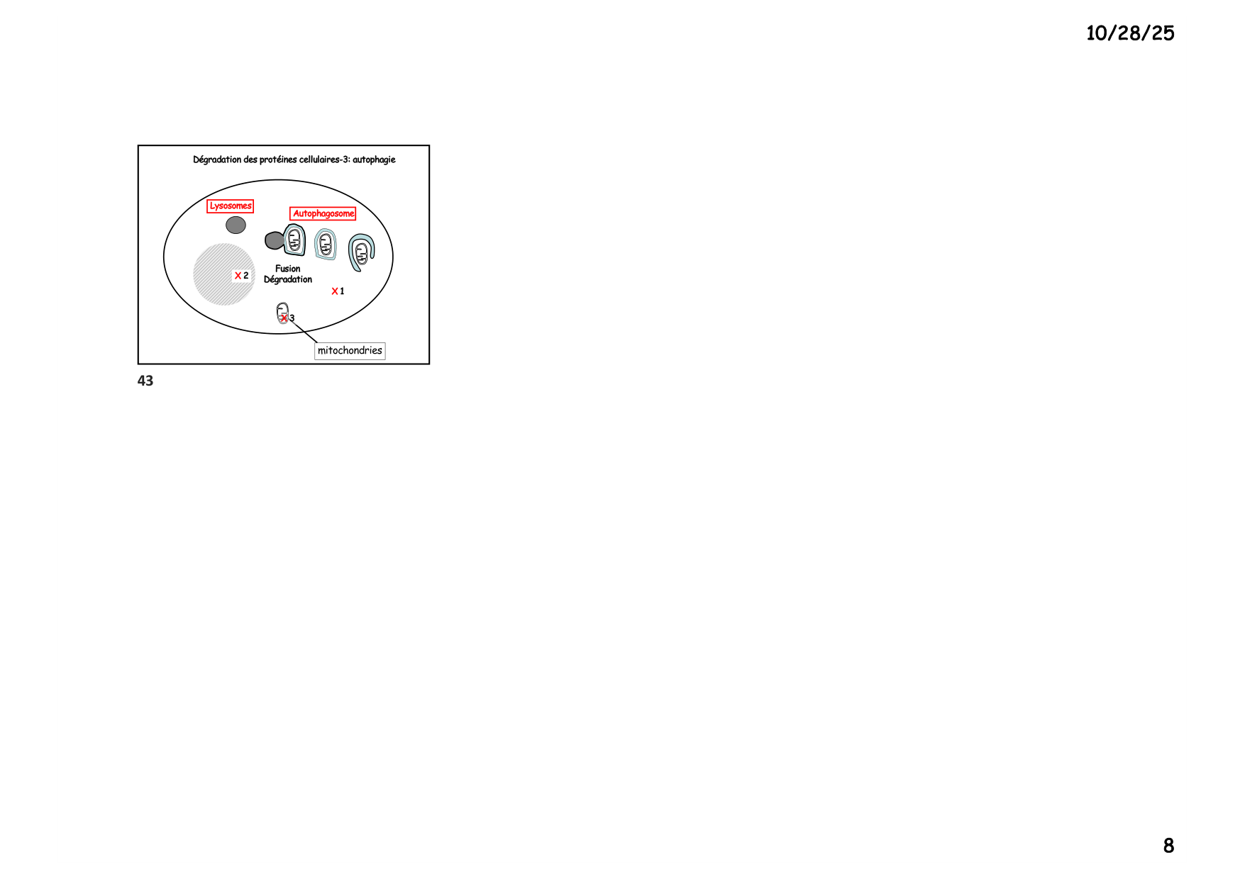 Construction cellulaire V page 8