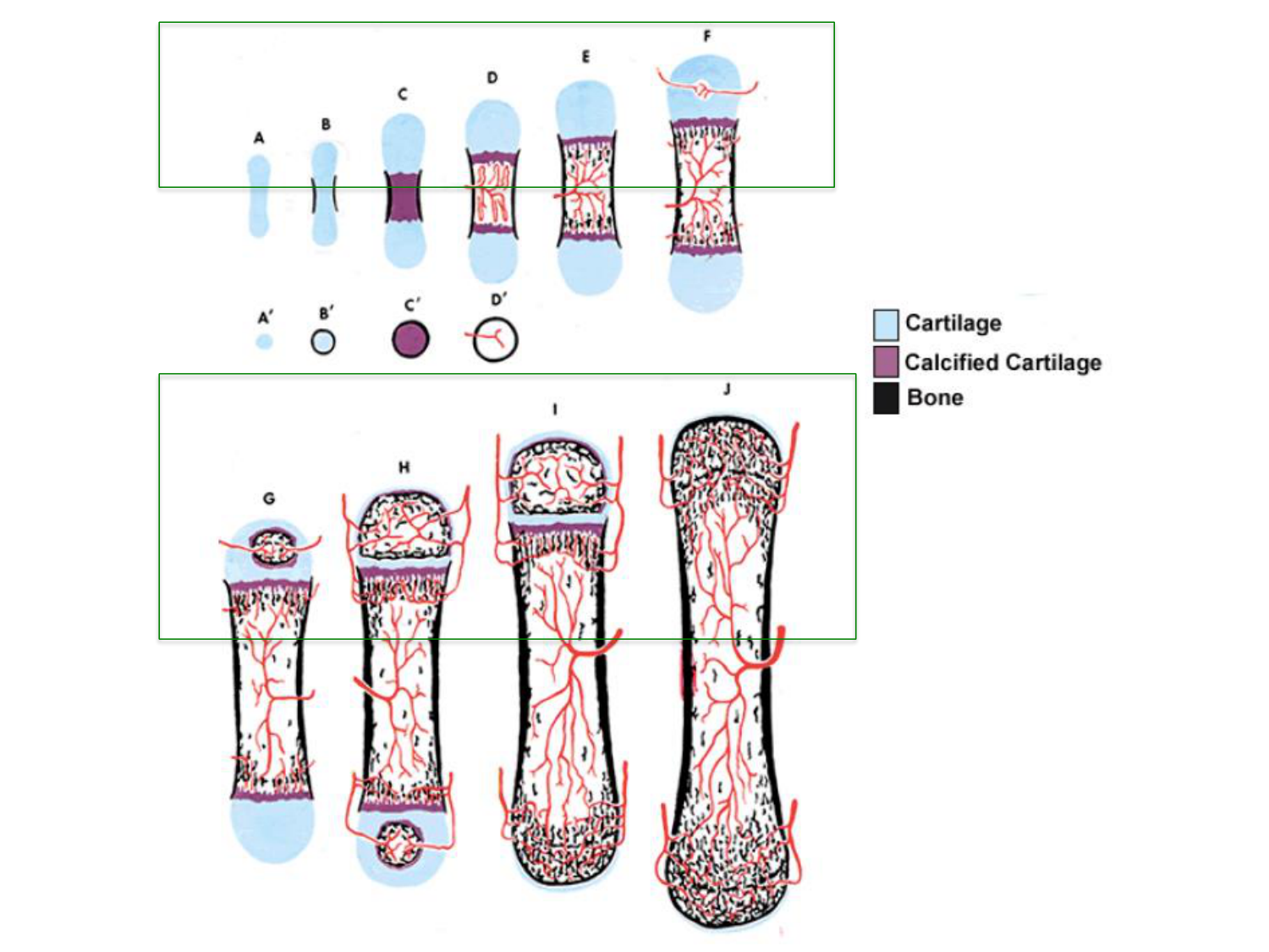 Correction TP — os et cartilage page 2