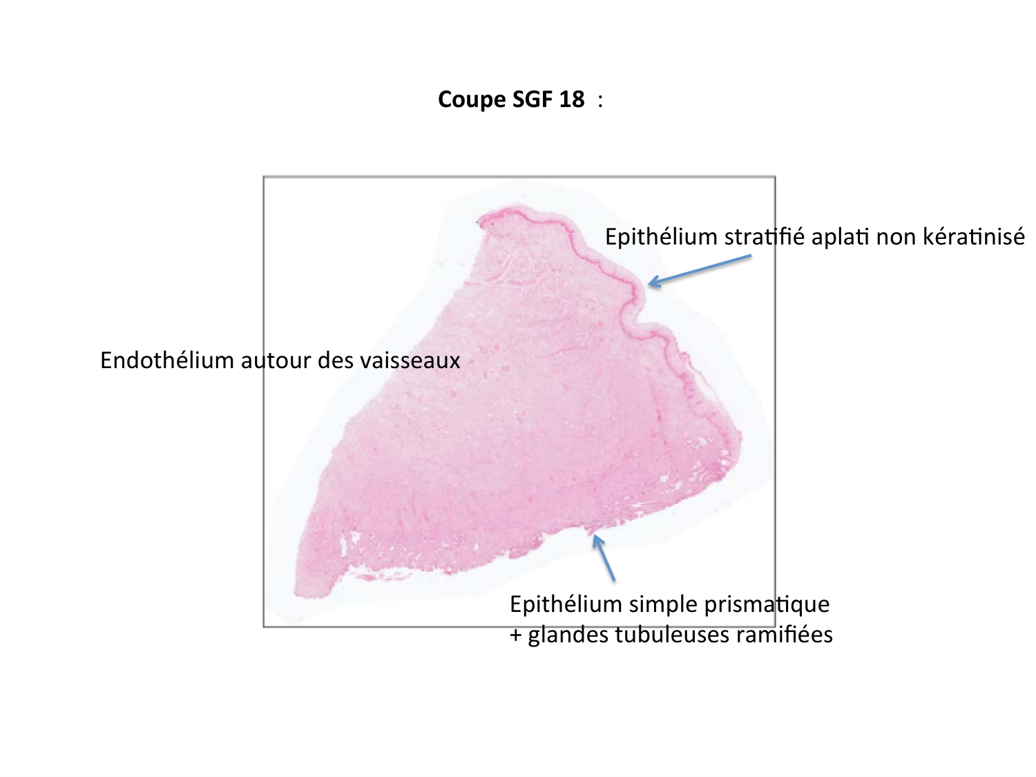 Correction TP — épithélium page 1