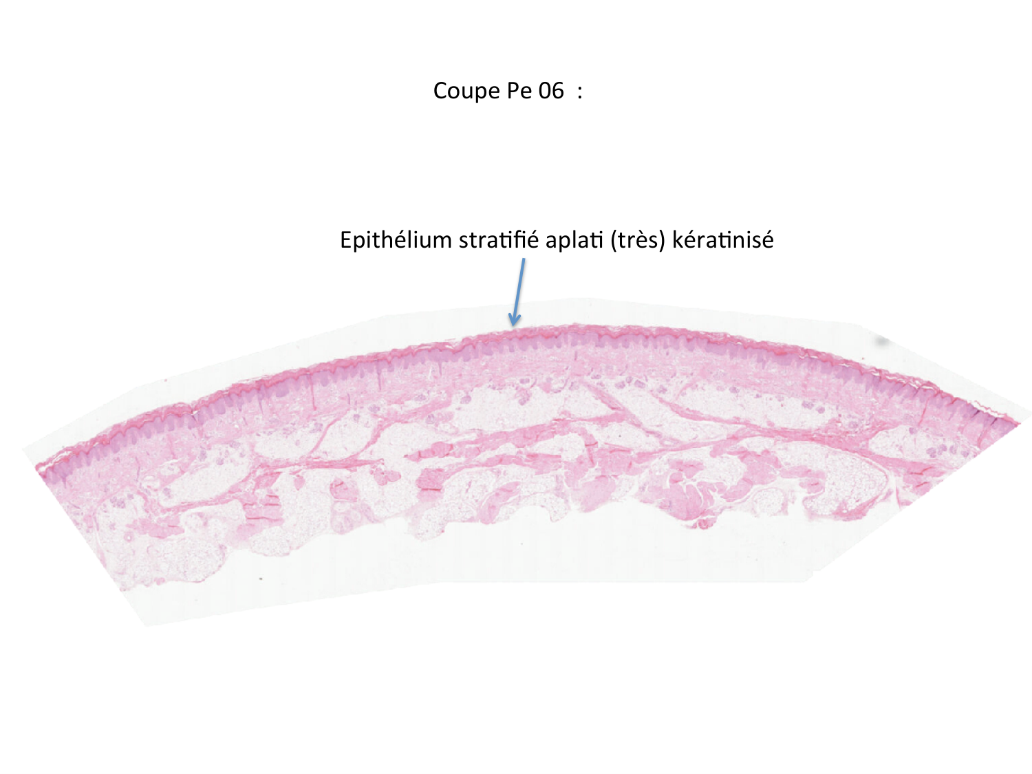 Correction TP — épithélium page 3