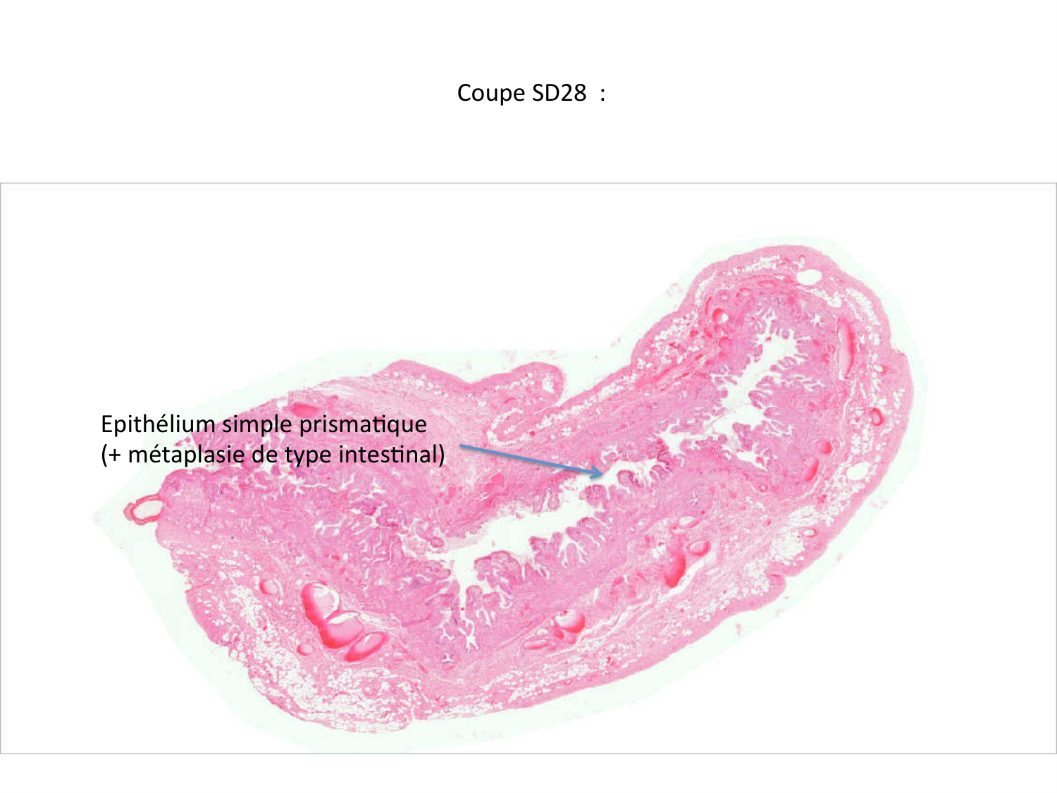 Correction TP — épithélium page 4