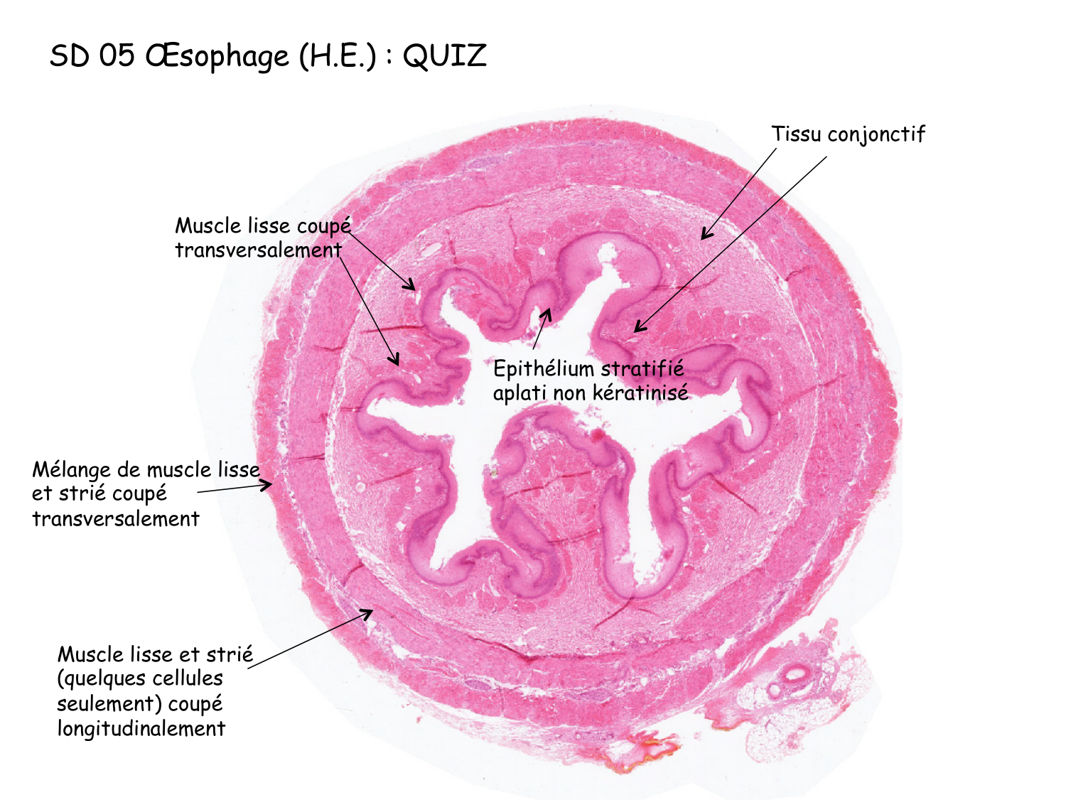 Correction TP — muscle page 1