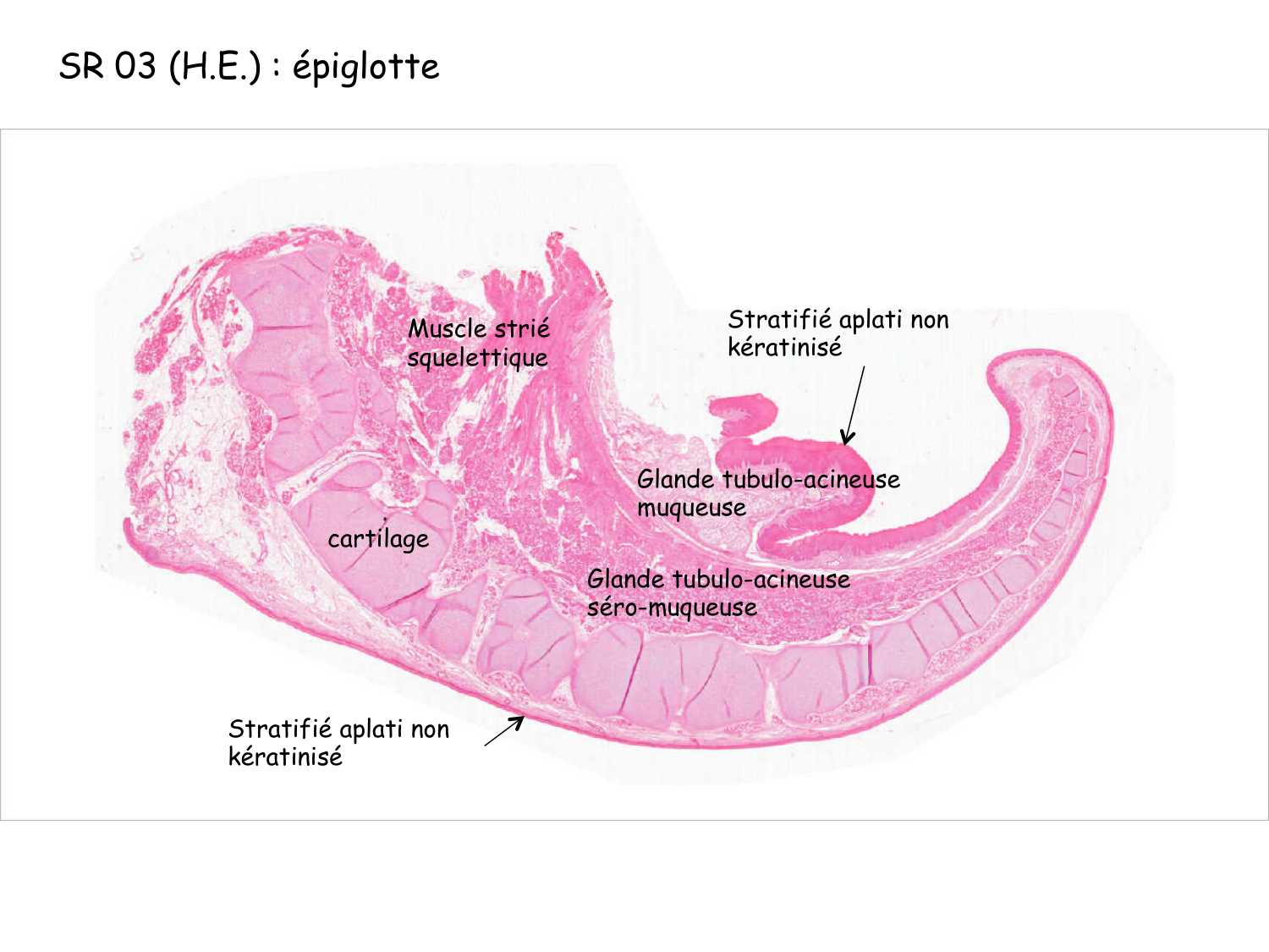 Correction TP — muscle page 2